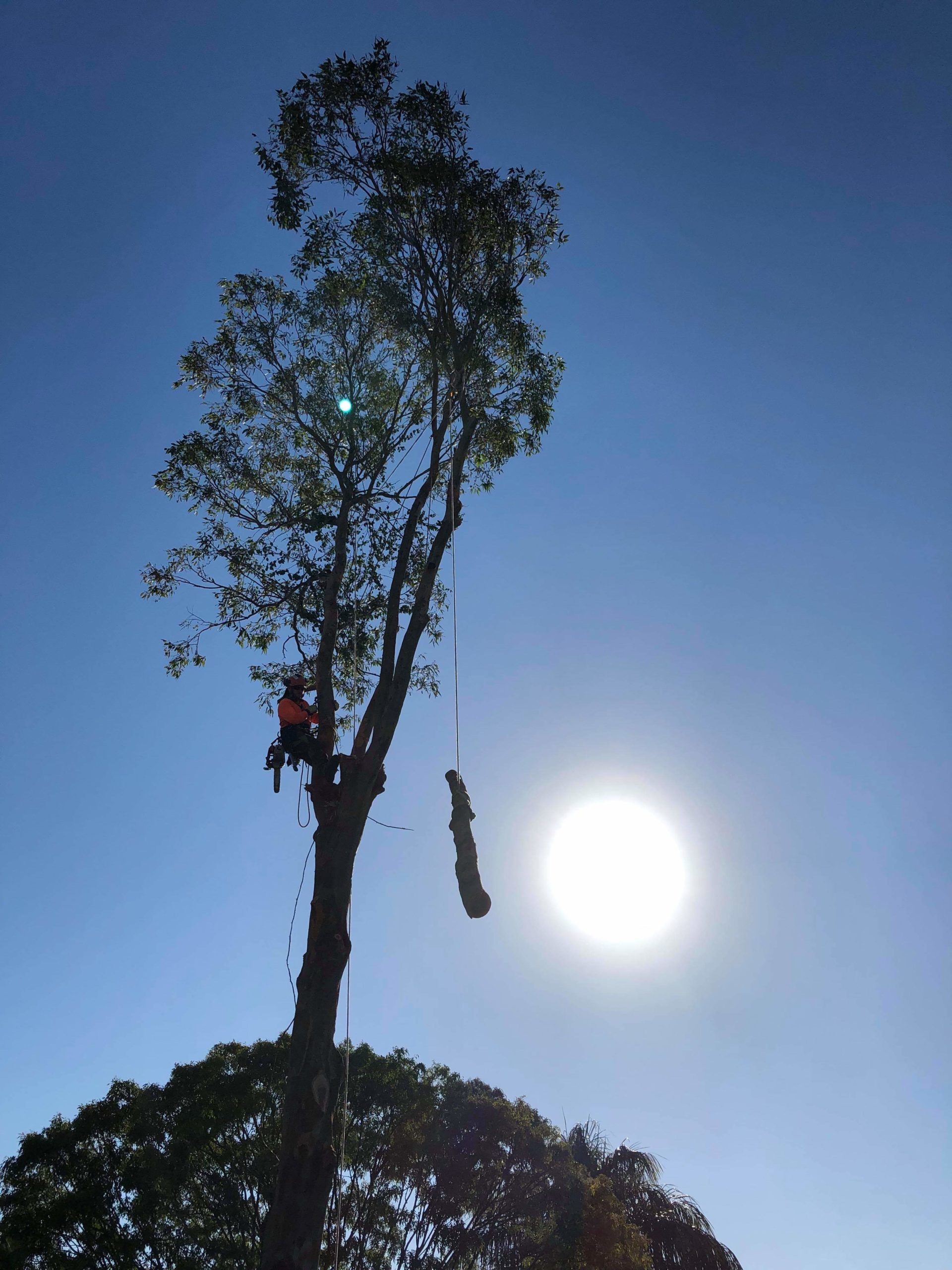 Large Tree Removal Brisbane