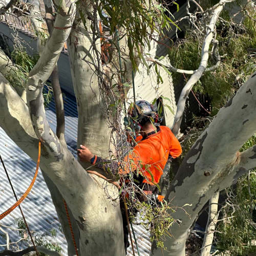 Tree Removal Redcliffe