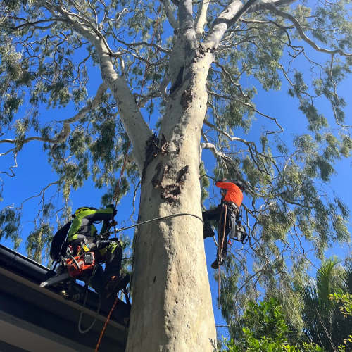 Tree Lopping Brisbane North