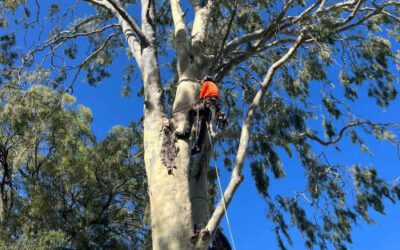 The Ultimate Guide to Tree Removal in Brisbane
