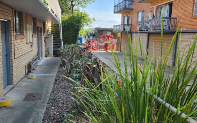 Jaw-Dropping Tree Removal in Nundah: Transformation You Won’t Believe!