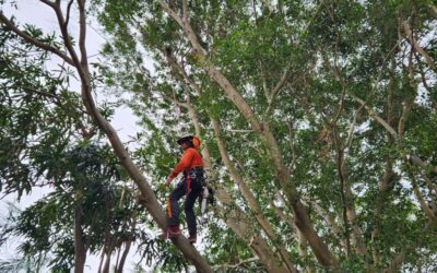 Transforming Landscapes: Expert Tree Removal in Burpengary Unveiled