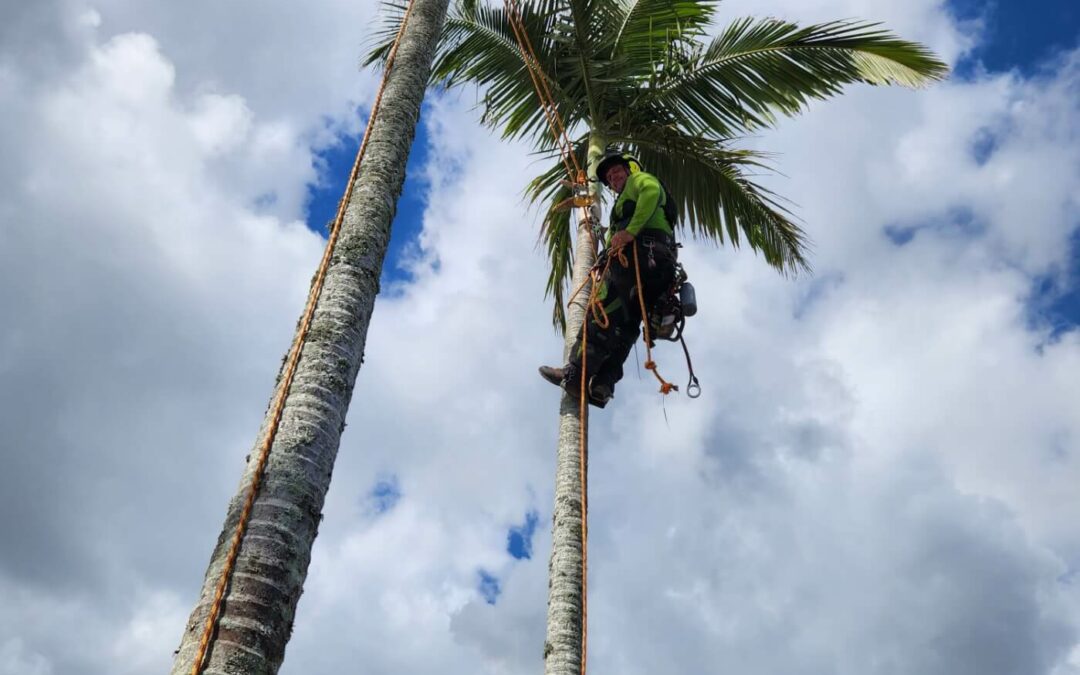 Behind the Chainsaws: Thrilling Videos of Giant Palm Tree Removals - Palm Tree Removal Brisbane Northside Showcase