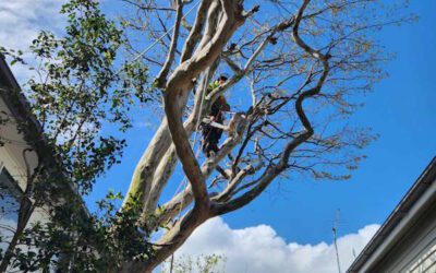 Scaling Heights: A Thrilling Tale of Tree Removal in Virginia by Tree Care Specialists