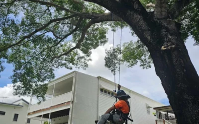 Jacob’s Ascent: Navigating the Heights for a Large Tree Removal Brisbane