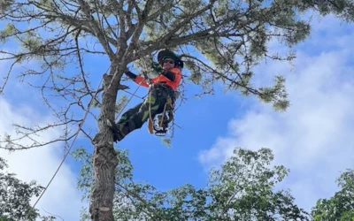 Watch This Huge Silky Oak Tree Removal in Paddington