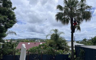 Fan Palm Tree Removal Brisbane: Your Ultimate Guide