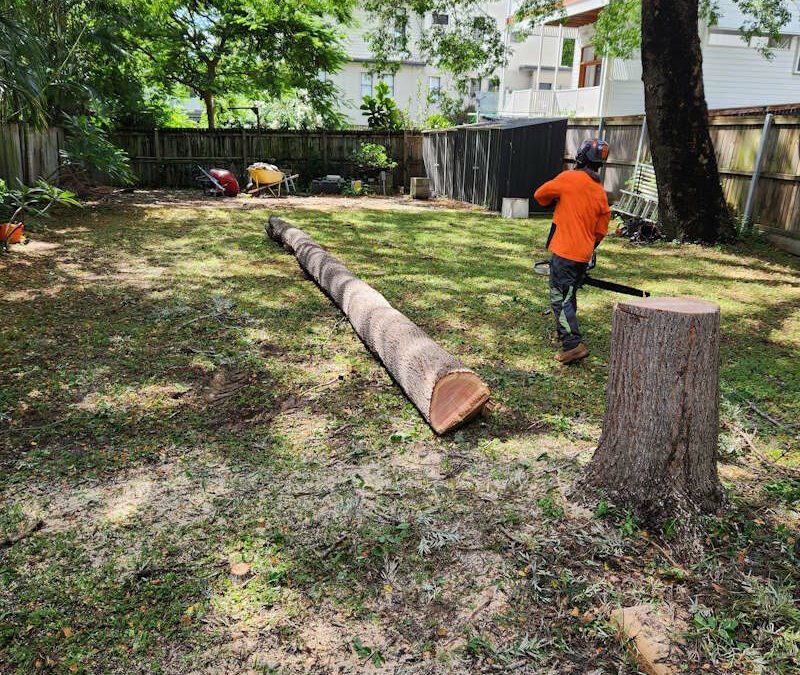 tree removal paddington