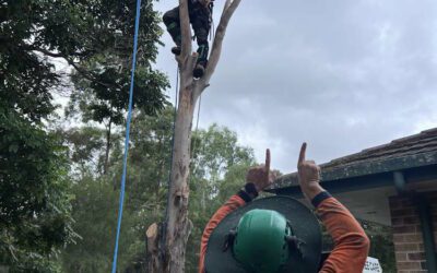 Brisbane’s Brush Box Showdown: A Dead Tree Removal Adventure in Seven Hills