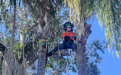 Palmageddon: Our Epic Palm Tree Removal Brisbane