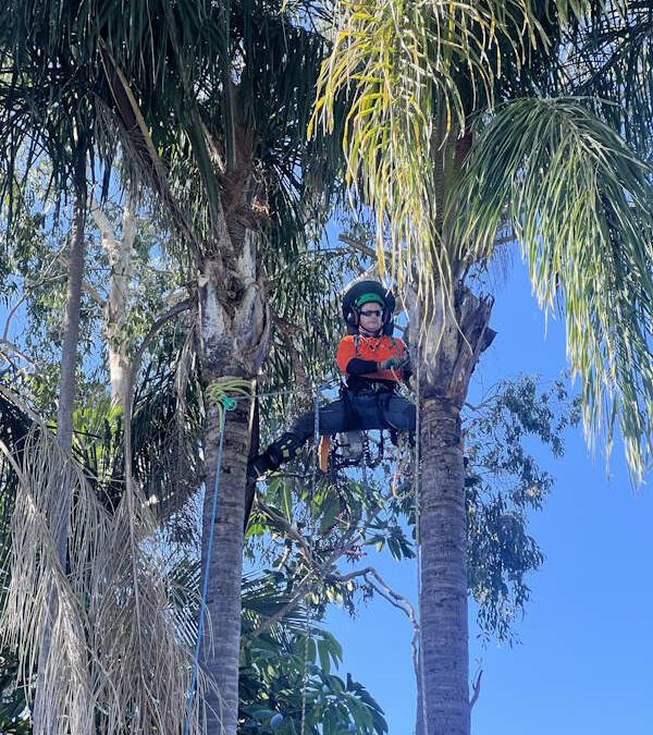 palm tree removal brisbane - sam in the palm tree