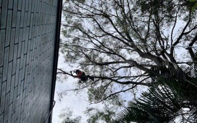Tree Removal Close to House: An Essential Guide