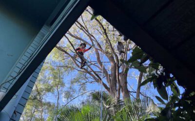 Ironbark Gum Tree Removal Brisbane: A Step-by-Step Adventure Above Rochedale