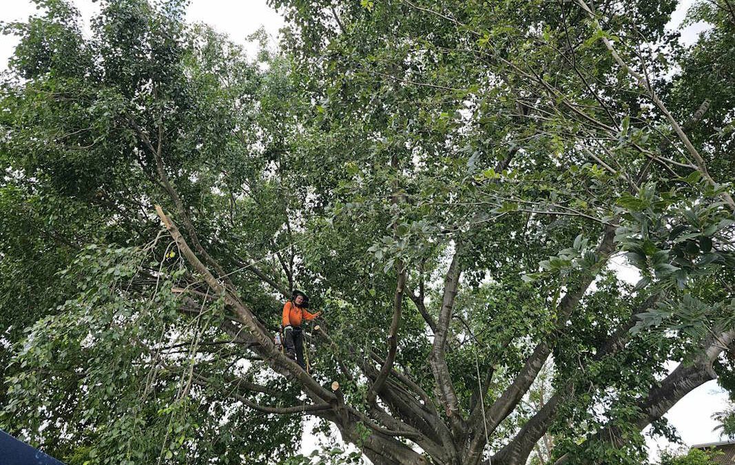 moreton bay fig tree removal everton park - arborist in tree