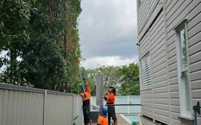 The Ultimate Guide to Tree Pruning North Brisbane: Transform Your Garden