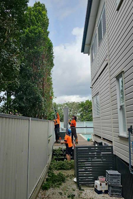 The Ultimate Guide to Tree Pruning North Brisbane: Transform Your Garden