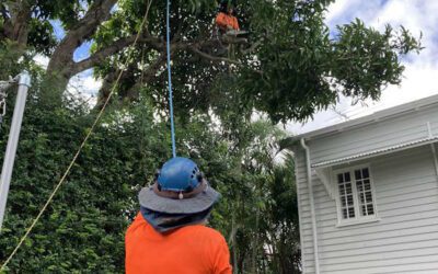Watch Tree Loppers Indooroopilly Tackle an Impossible Mango Tree Challenge